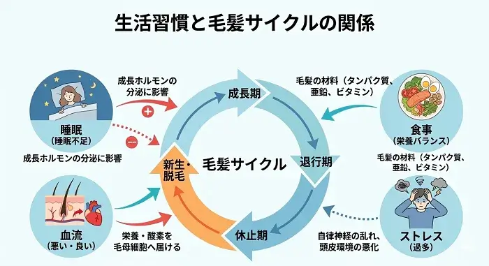 生活習慣と毛髪サイクルの関係を表す図解画像